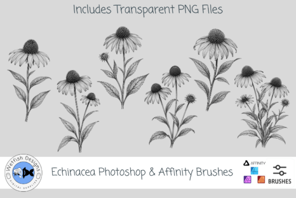 Download Echinacea Photoshop &amp; Affinity Brushes - Affinity brushes Collection